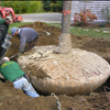 Tree planting